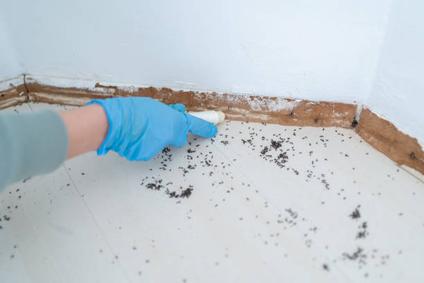 Best Affordable Pest Control Services  in Goulds, FL